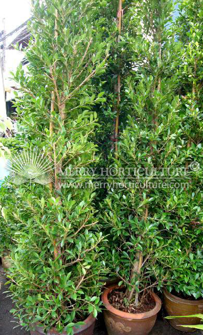 Ficus microcarpa spp(Cone shape)